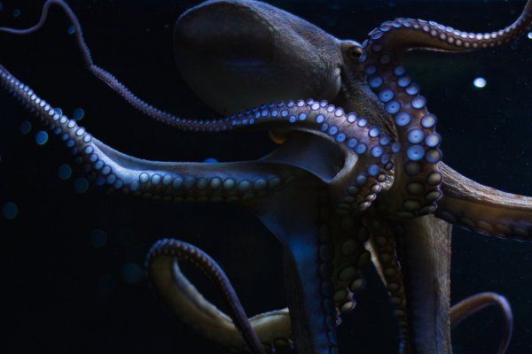 Kraken даркнет рынок