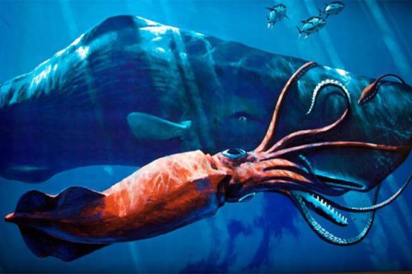 Kraken 5 at